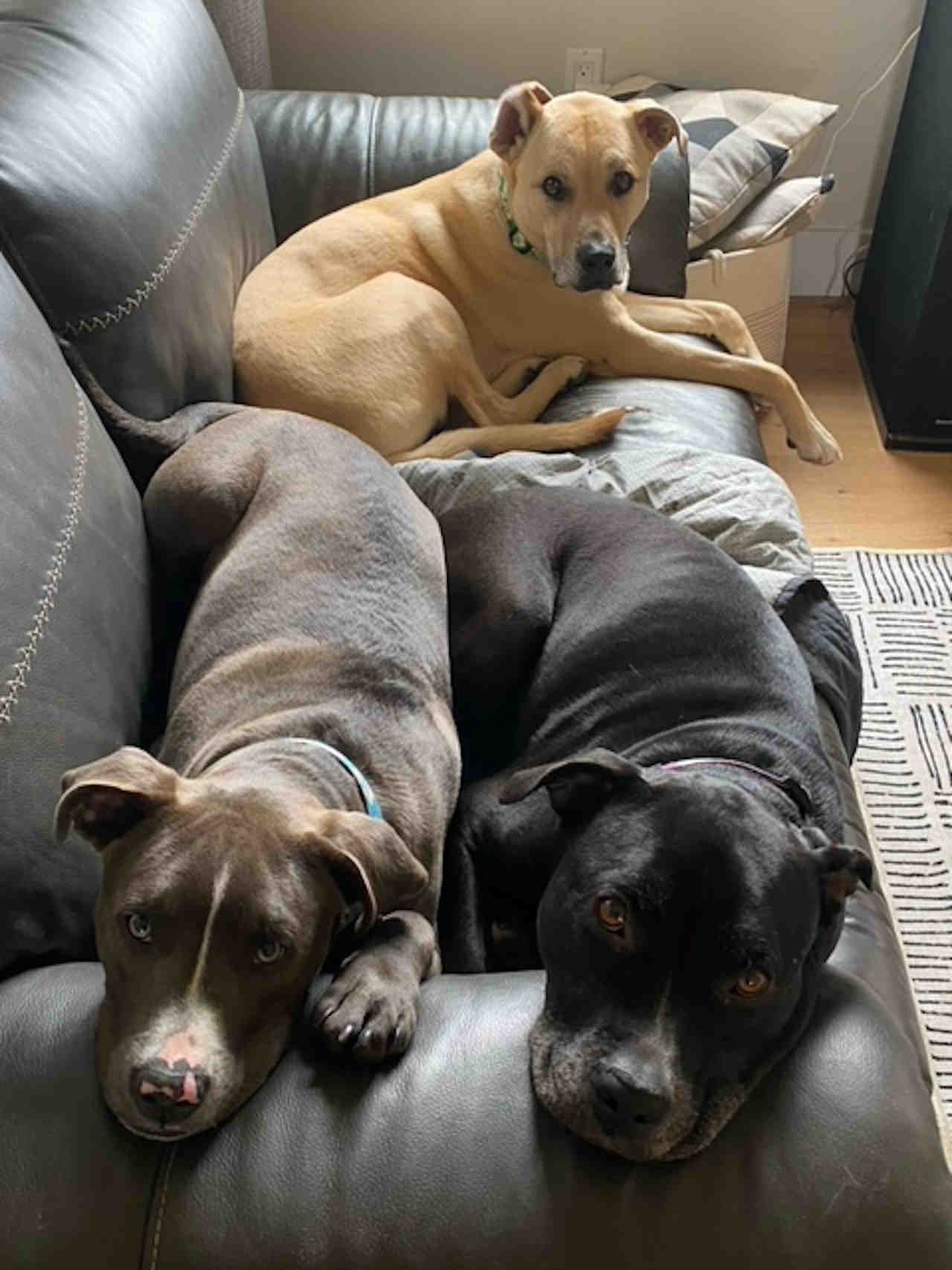Adam D&rsquo;s dogs