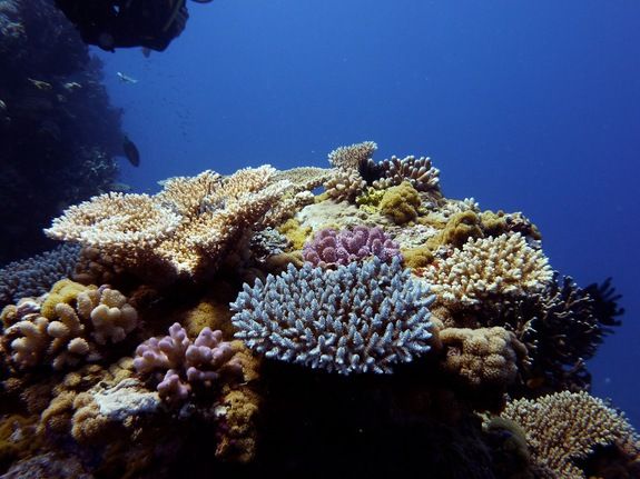 Warming ocean water has devastating effects on coral reefs, causing coral to bleach by expelling their symbiotic algae. 