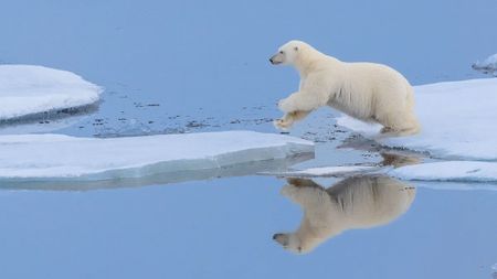 A polar bear leaps between ice floes over open water, its leaping form perfectly mirrored in the still surface below.
