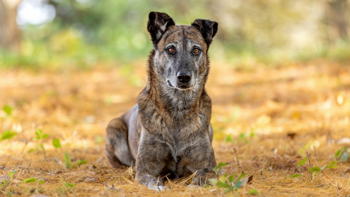 32 things to know about Dutch shepherd dogs | PetsRadar