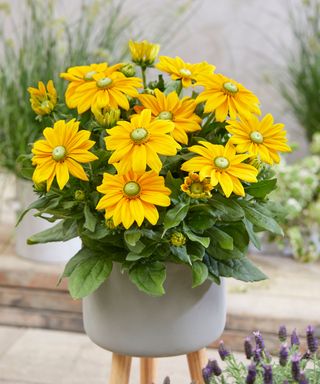 Yellow flowers of Rudbeckia Sunbeckia which is perfect for containers