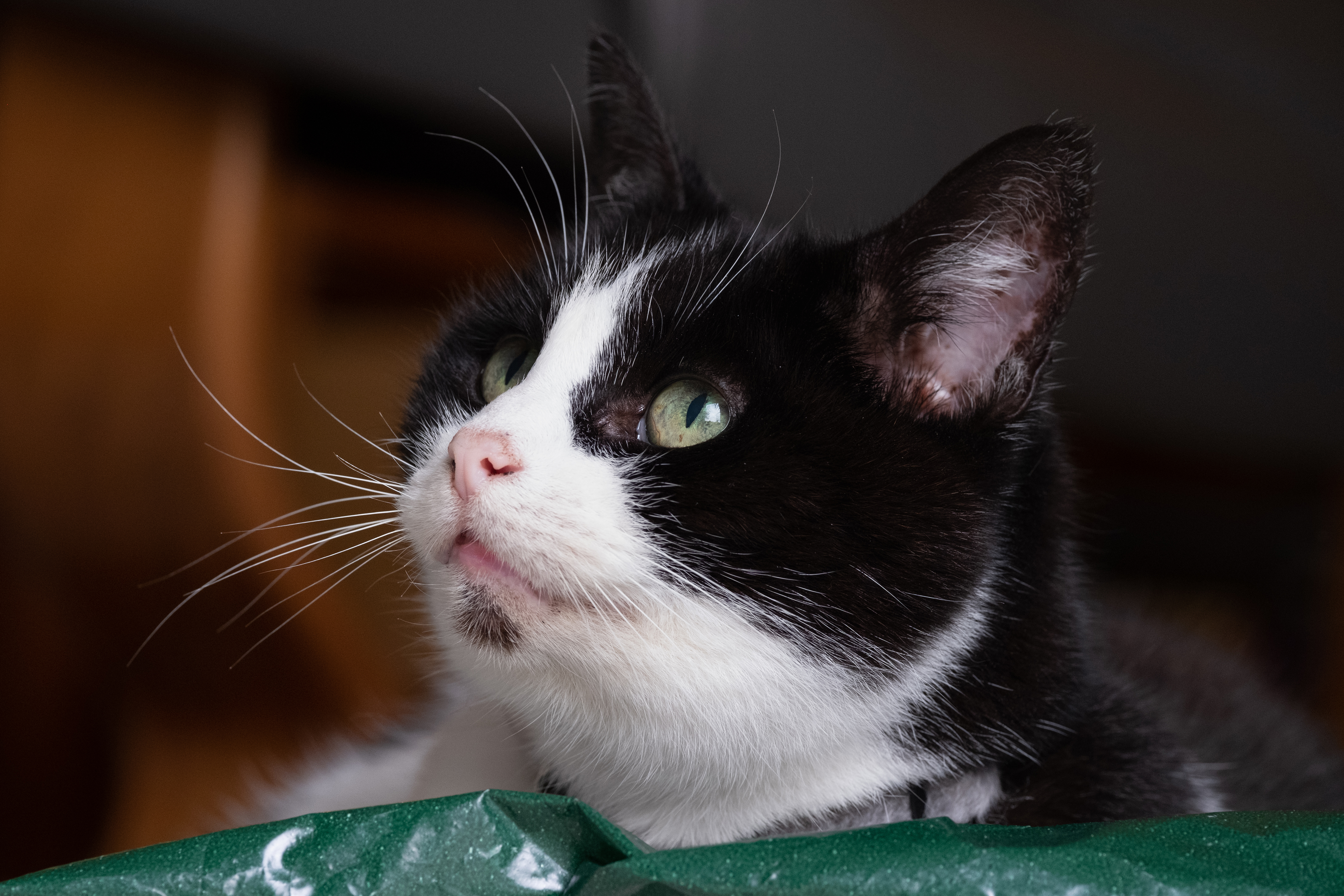 A black and white cat