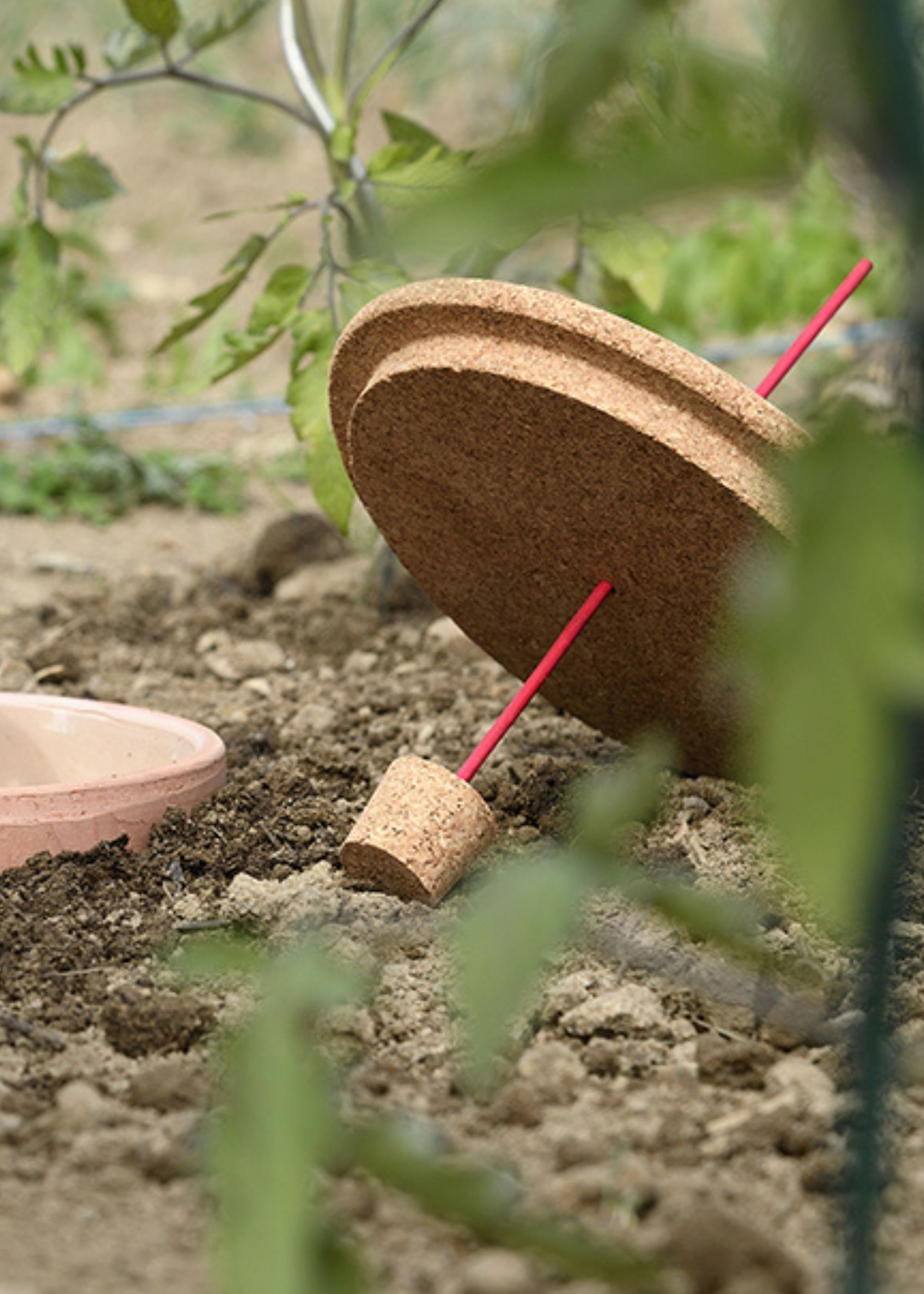 Hozelock watering system in soil surrounded by plants.