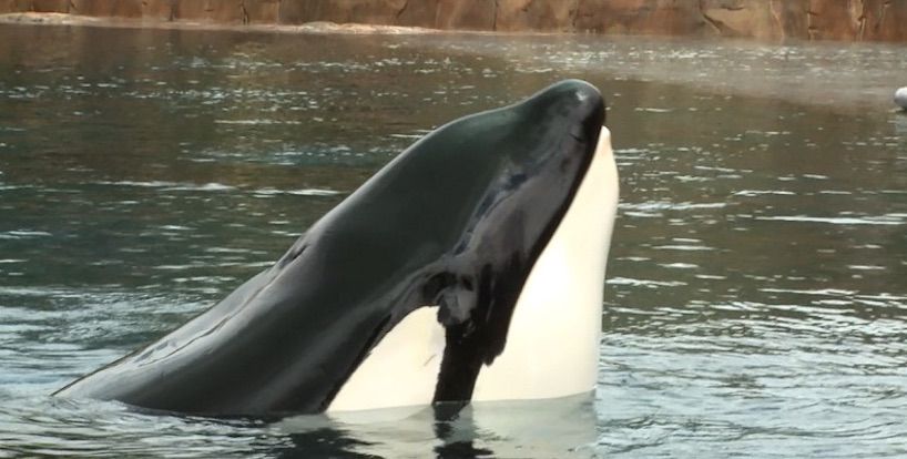 Tilikum