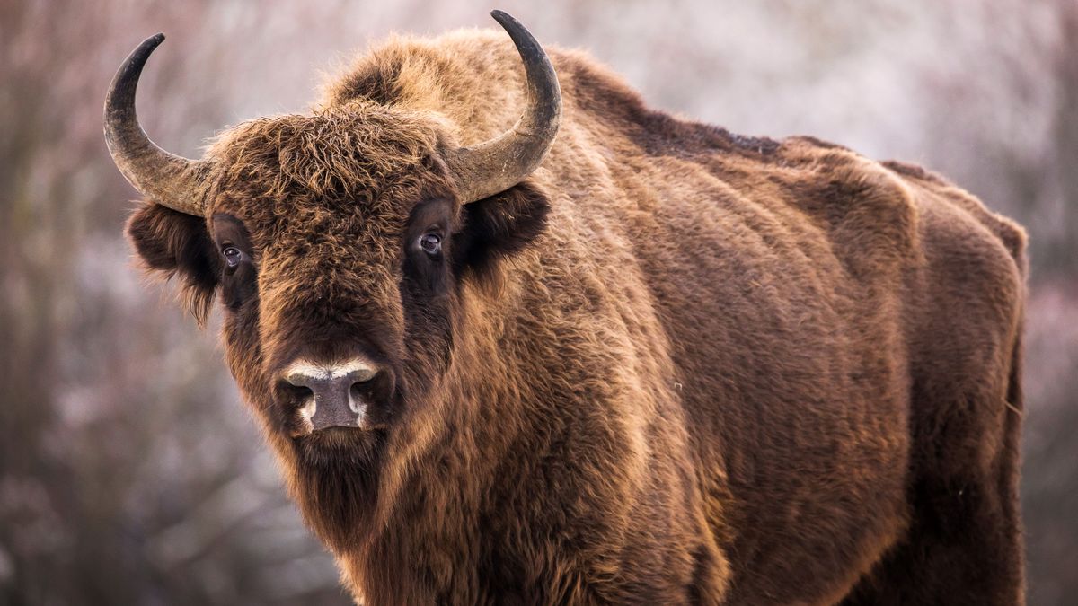 Bison in field facing camera