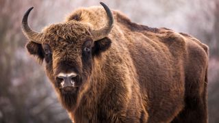 Bison in field facing camera