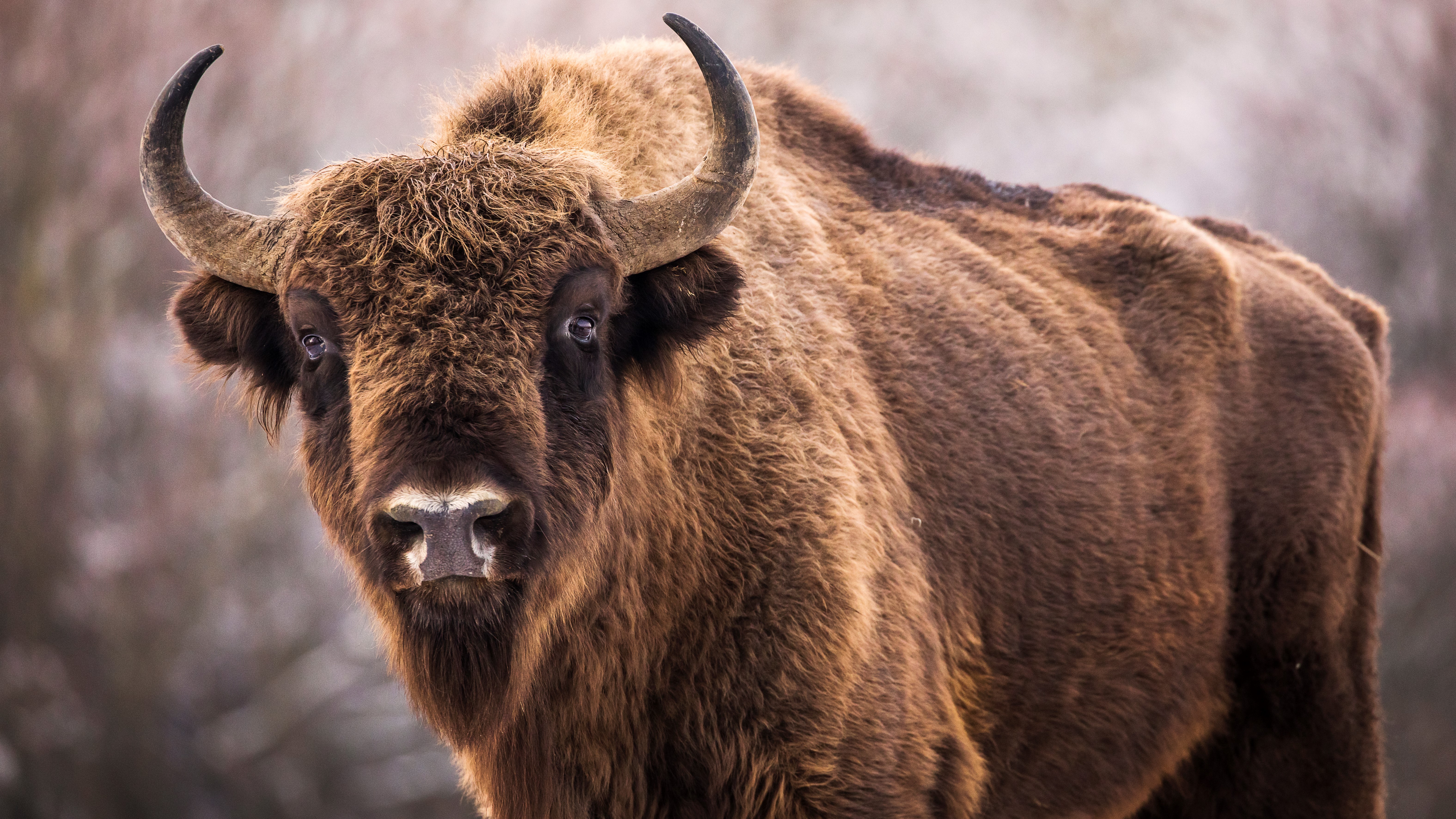 Watch Yellowstone tourists risk life and limb for a bison selfie | Advnture