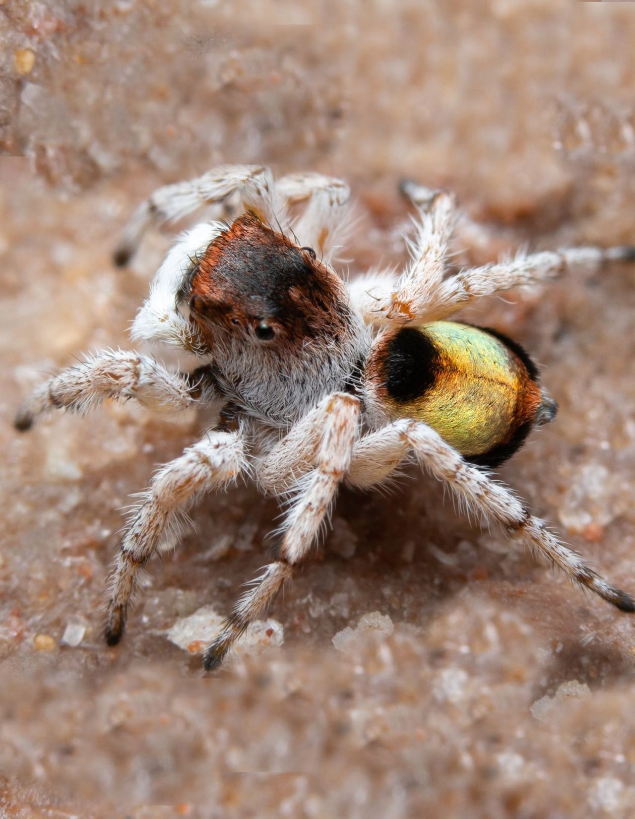The peacock spider M. volpei