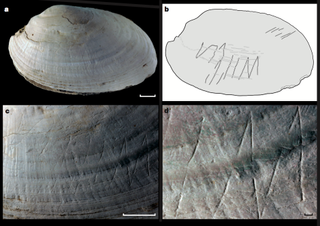 Researchers focused on engravings made on the shell, and drew a cartoon to help people visualize the carvings. Perhaps Homo erectus used a sharp point, such as a shark's tooth, to make the etching, the researchers said.