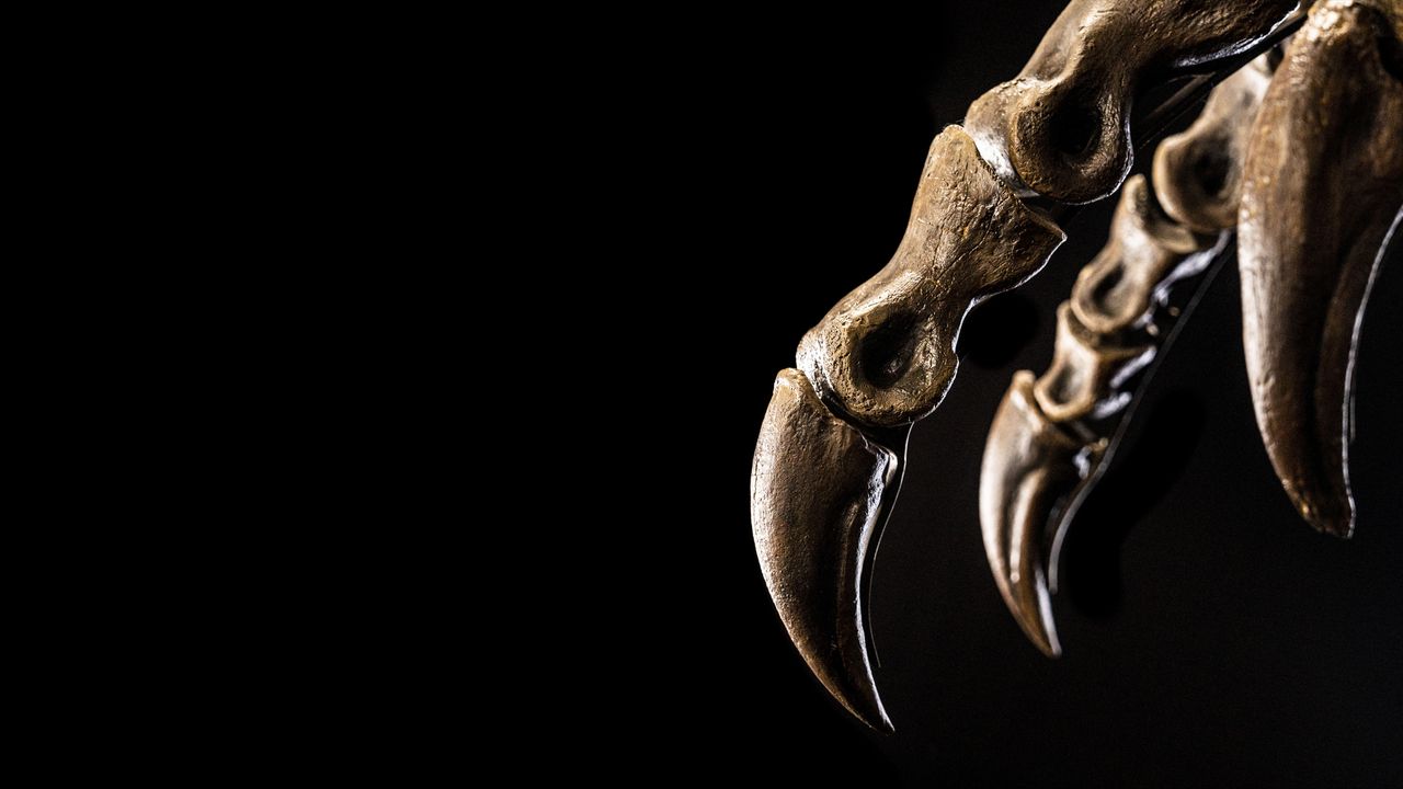 The T. rex's terrible claws