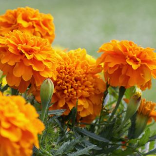 Close up of orange double headed marigolds