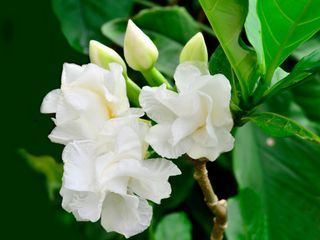 white gardenia flowers