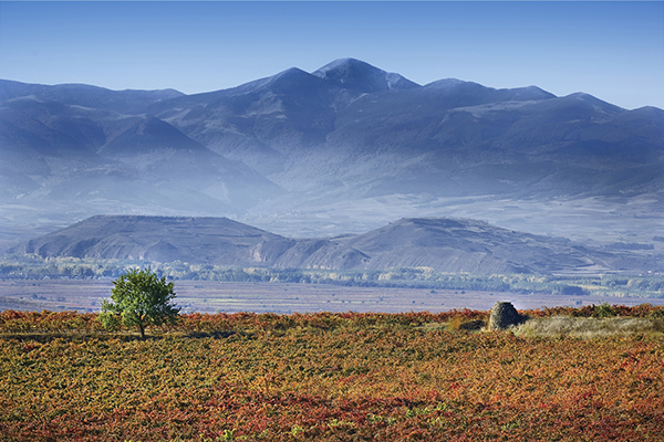 000009e43-Landscape_from_El_Gallo_vineyard.jpg