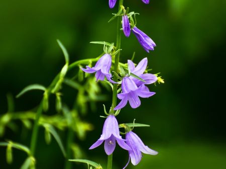 Purple Campanula Flowers