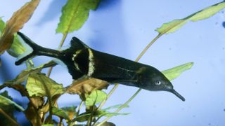 Elephant nose fish