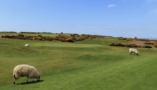 Southerndown Golf Club pictured with 3 sheep and flowering gorse