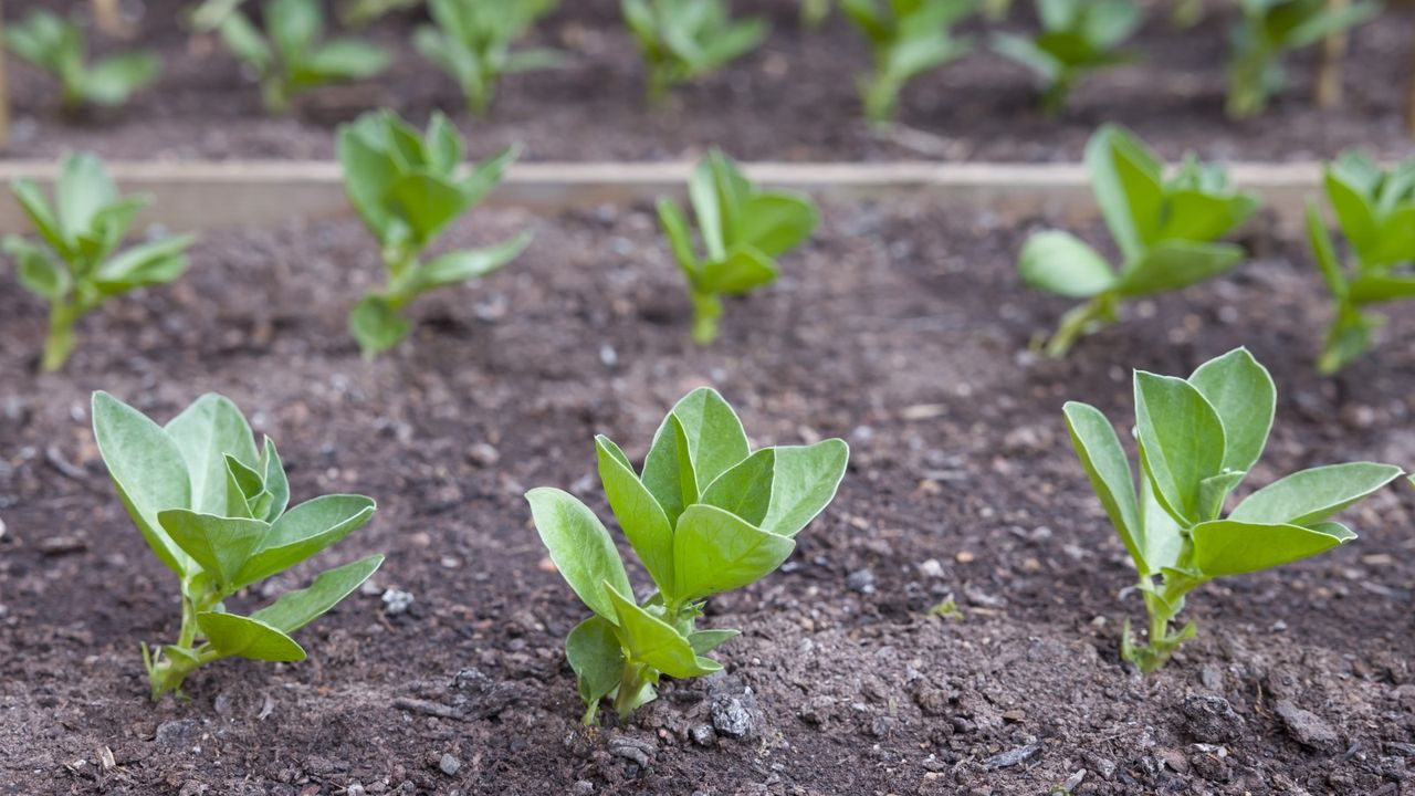 Young fava bean plants growing in a row in the garden