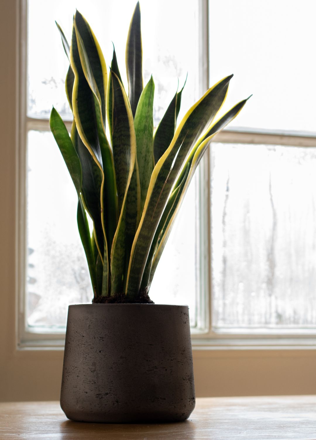 snake plant on a windowsill in a black pot