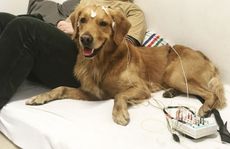 A new study finds that dogs' brains cannot distinguish words that differ by a single speech sound, such as "sit" versus "set." For the study, the researchers attached electrodes to the dogs' heads with tape and monitored their brain waves as they listened to pre-recorded words.
