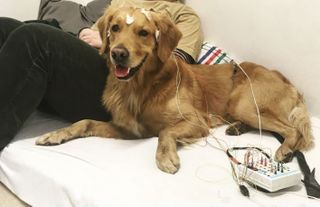 A new study finds that dogs' brains cannot distinguish words that differ by a single speech sound, such as "sit" versus "set." For the study, the researchers attached electrodes to the dogs' heads with tape and monitored their brain waves as they listened to pre-recorded words.