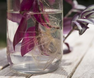 Tradescantia cuttings in water