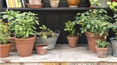 Potting bench with herbs and other plants
