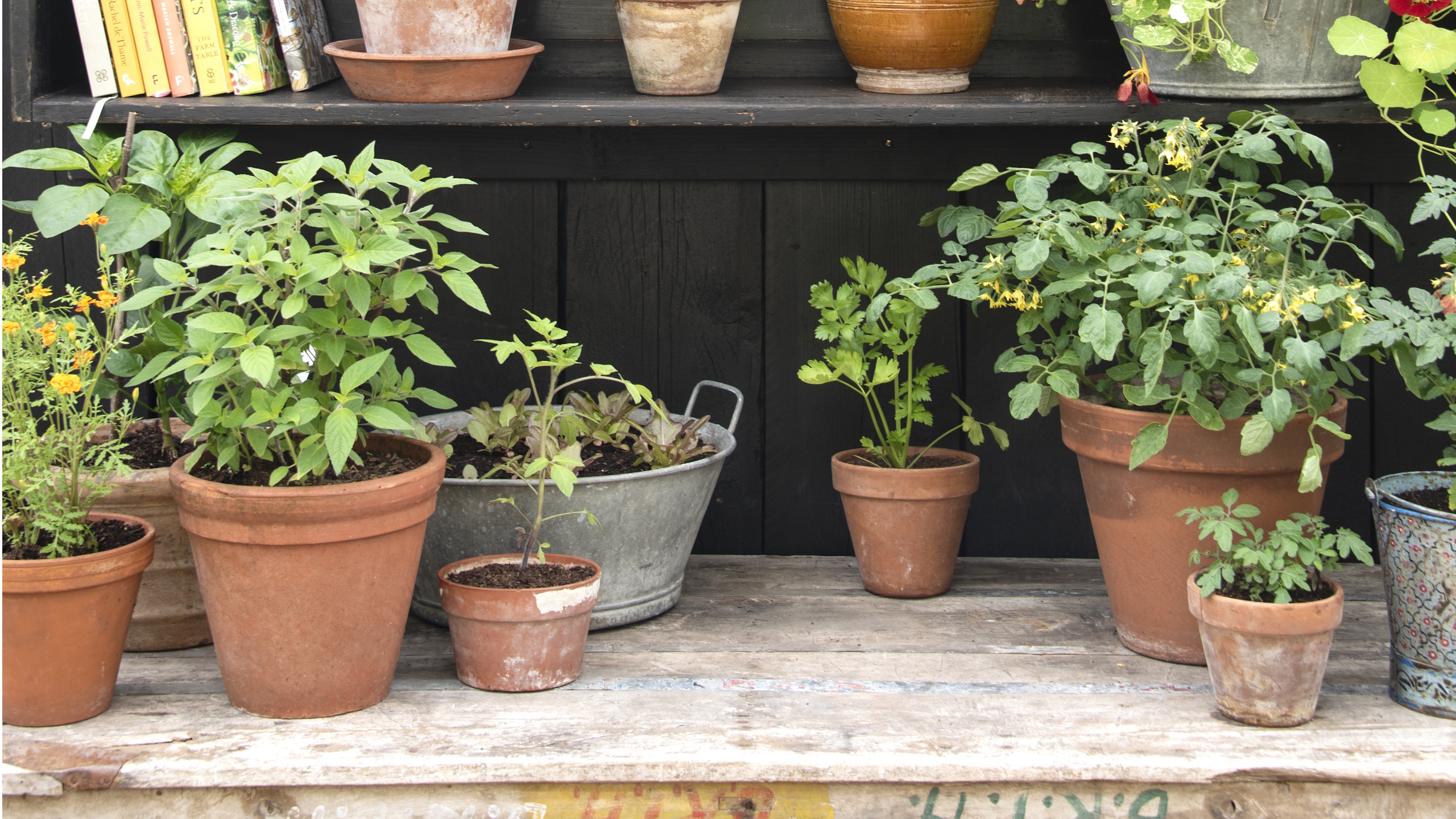 Potting bench with herbs and other plants