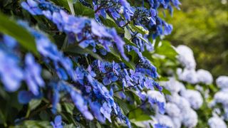 blue lacecap hydrangea flowers on shrub