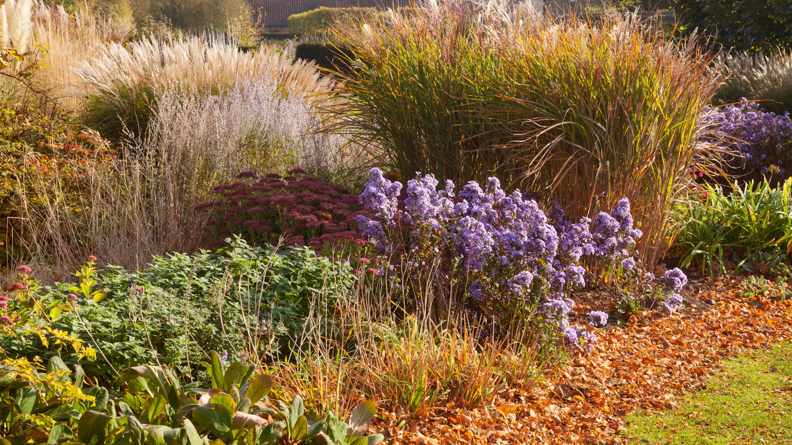 Fall garden plants