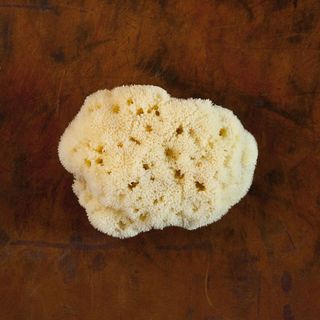 Rosenfeld natural sponges