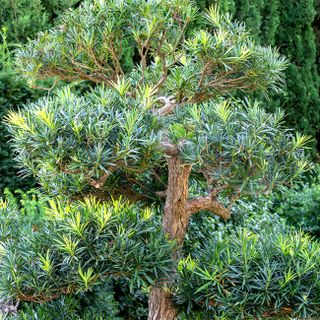 Podocarpus Pringles Dwarf