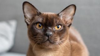 Close up of Burmese cat