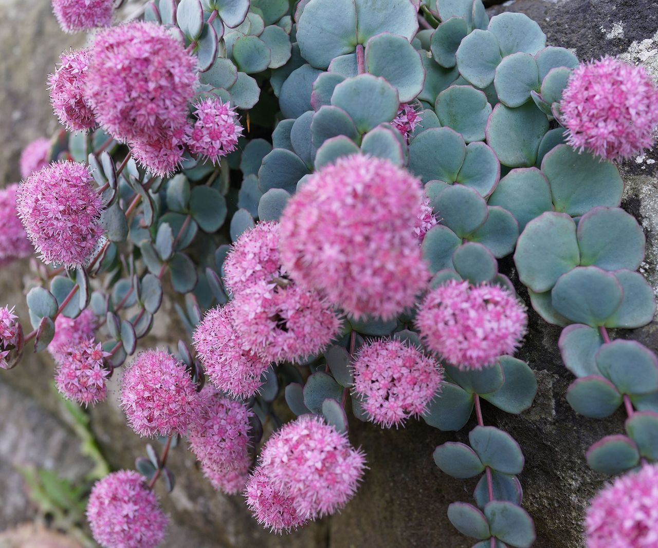 Sedum Savvy: 10 Best Types of Sedum For Sustainable Gardens | Gardening ...