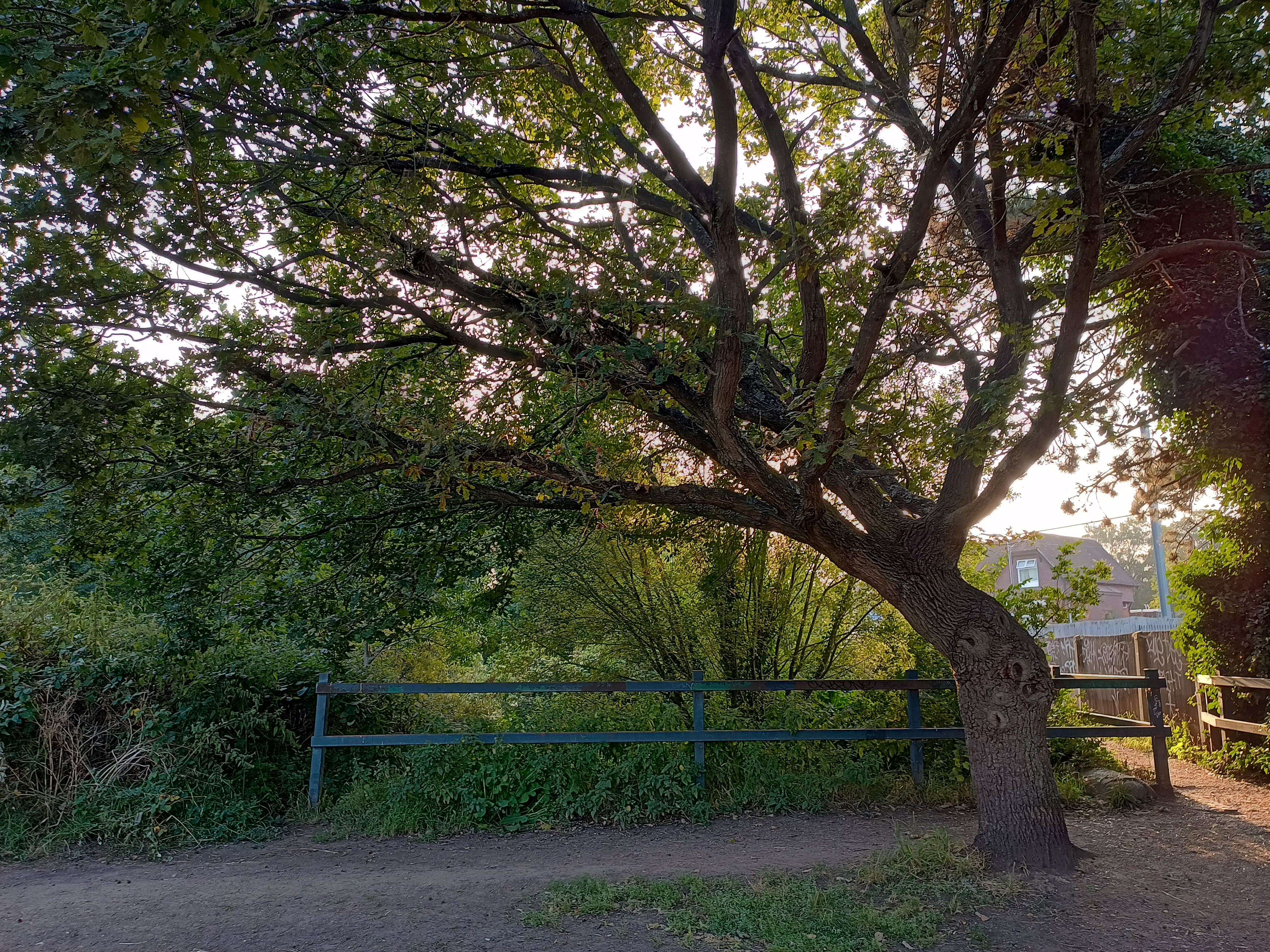 A photo of a tree taken by the Motorola Edge 20 Lite