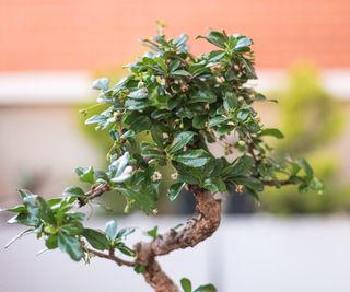 Carmona microphylla growing as a bonsai tree