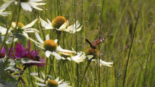 meadow with grasses and butterfly