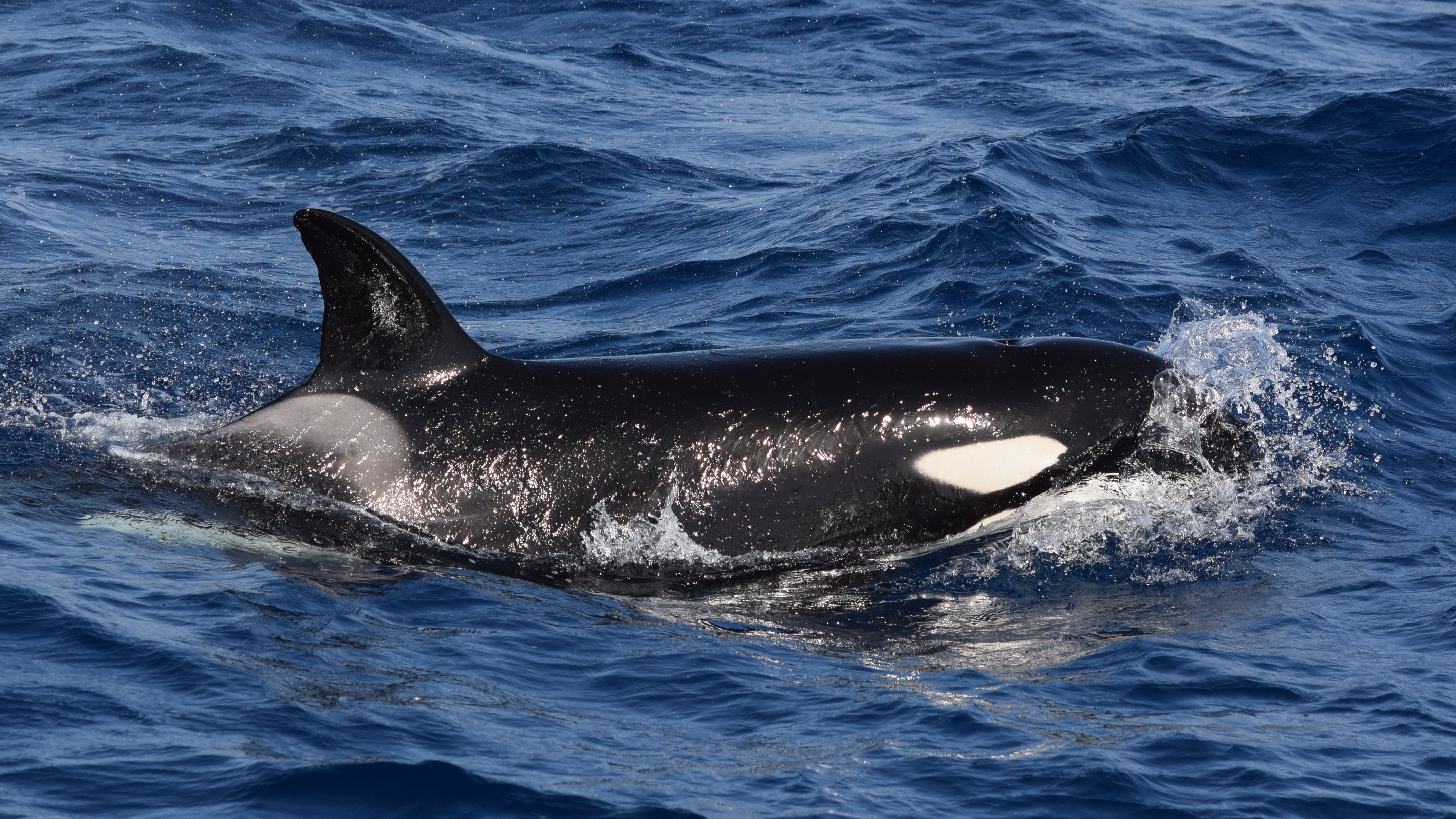 A photograph of an orca swimming at the surface in the Strait of Gibraltar, between the Iberian Peninsula and North Africa.