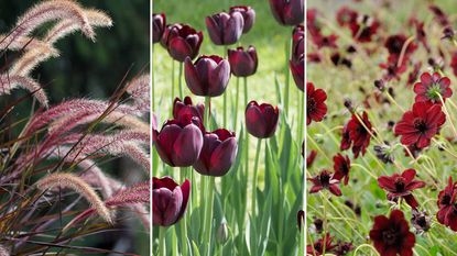 composite image of burgundy plants