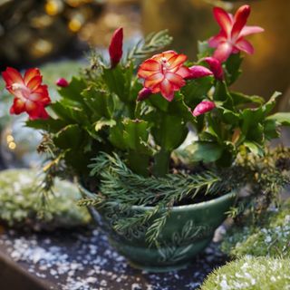 Christmas cactus plant with red and pink flowers in green pot