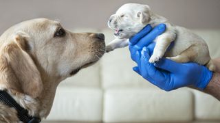 Newborn puppy with mum
