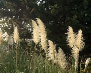 loosely planted pampas grass
