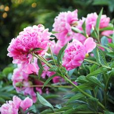 Peonies falling down requiring support