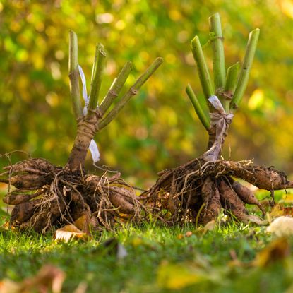 dahlia tubers that have been lifted and left on grass to dry