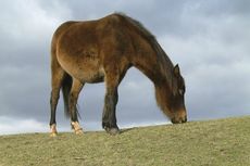 native-pony-grazing.jpg