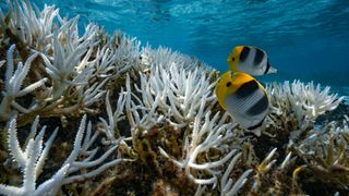 view of major bleaching on the coral reefs of the Society Islands on May 9, 2019 in Moorea, French Polynesia