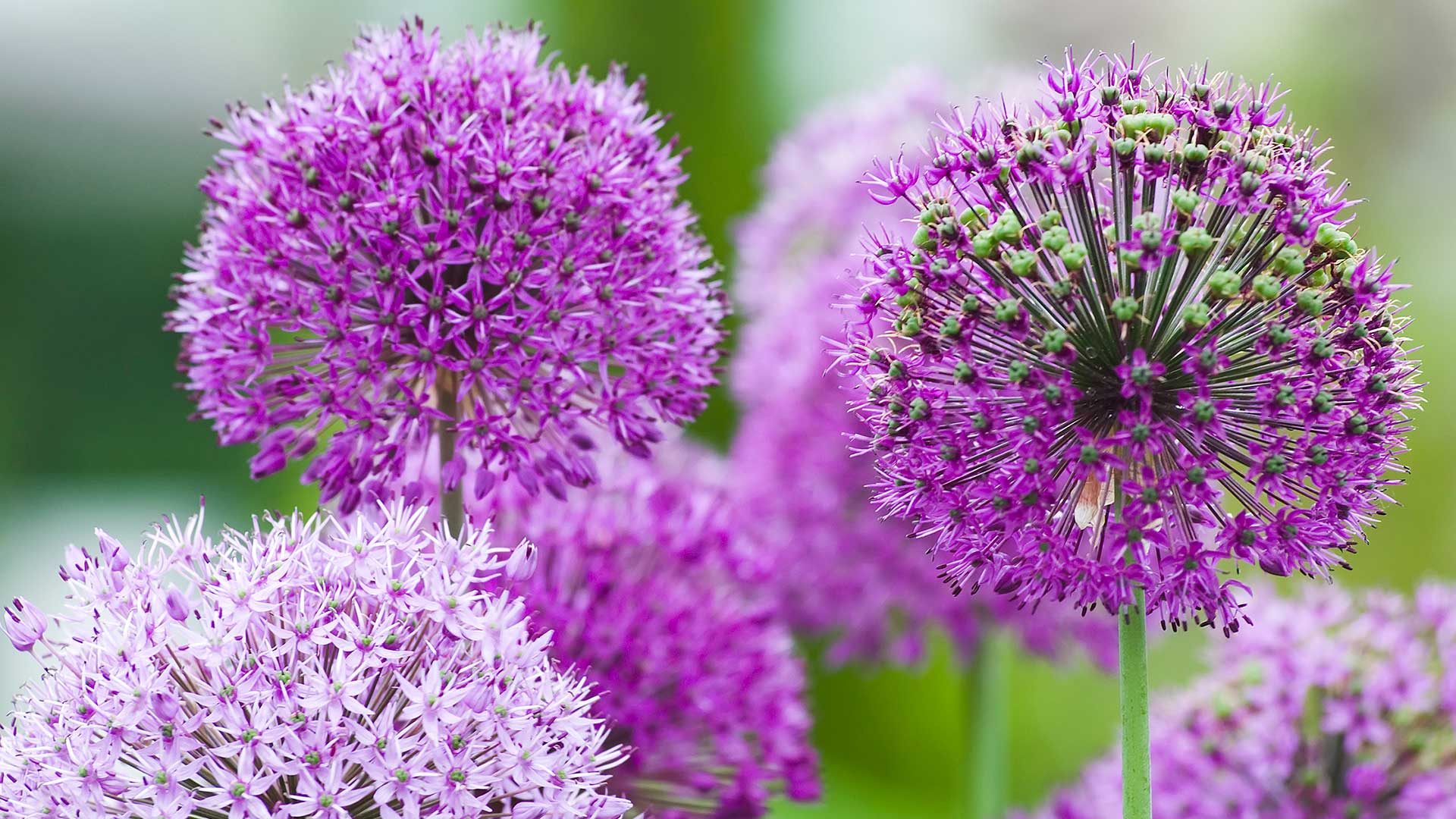 purple alliums in flower