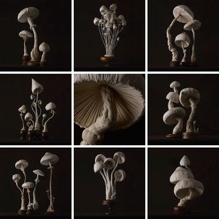 Untitled (mister finch’s toadstools), 2015.