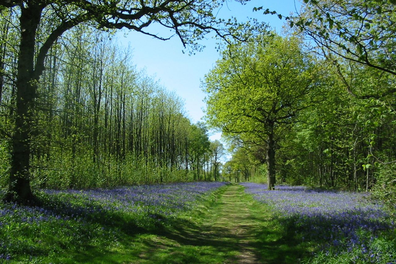 Identifying-british-trees-Featured-The-Woodland-Trust