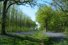 Identifying-british-trees-Featured-The-Woodland-Trust