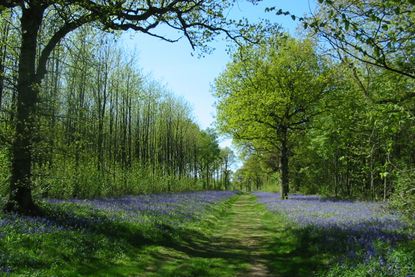 The tall straight trunks of trees in the forests with pale grey bark and  green foliage.